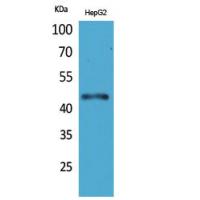 HoxD3 Polyclonal Antibody