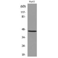 HoxD3 Polyclonal Antibody