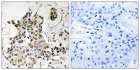 HP1γ Polyclonal Antibody