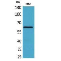 HPA1 Polyclonal Antibody
