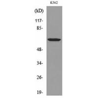 HPA1 Polyclonal Antibody