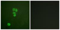 Sox-9 Polyclonal Antibody
