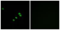 Sp1 Polyclonal Antibody