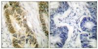 Sp1 Polyclonal Antibody