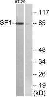 Sp1 Polyclonal Antibody