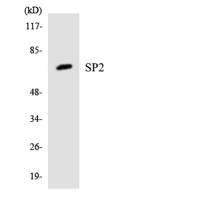 Sp2 Polyclonal Antibody