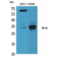 SP-A Polyclonal Antibody