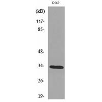 SP-A Polyclonal Antibody