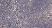 SPAK Polyclonal Antibody
