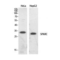 SPARC Polyclonal Antibody