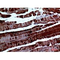 SPARC Polyclonal Antibody