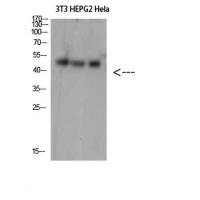 SPOP Polyclonal Antibody