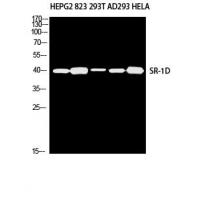 SR-1D Polyclonal Antibody
