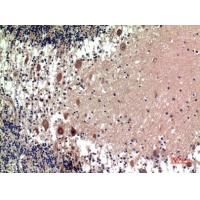 SR-1D Polyclonal Antibody