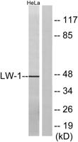 HSFX1 Polyclonal Antibody