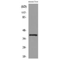 Aldolase C Polyclonal Antibody