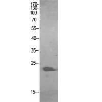 ALR Polyclonal Antibody