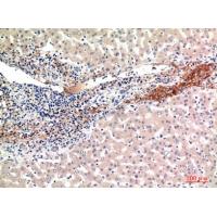 ALR Polyclonal Antibody