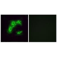 Olfactory receptor 5I1 Polyclonal Antibody