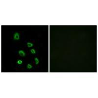 Olfactory receptor 5K1 Polyclonal Antibody