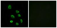 Olfactory receptor 5K1 Polyclonal Antibody