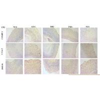 HSP 90 Polyclonal Antibody