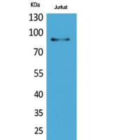 HSP 90 Polyclonal Antibody