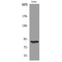 HSP 90 Polyclonal Antibody
