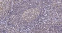 Histone H3.3 (phospho Ser31) Polyclonal Antibody