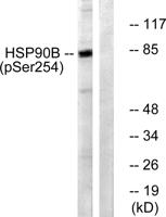 HSP90β (phospho Ser254) Polyclonal Antibody