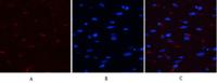 YAP (phospho Ser127) Polyclonal Antibody