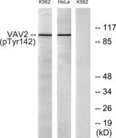 Vav2 (phospho Tyr142) Polyclonal Antibody