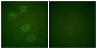 TH (phospho Ser19) Polyclonal Antibody