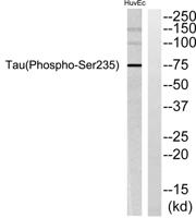 Tau (phospho Ser235) Polyclonal Antibody