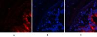 Tau (phospho Ser396) Polyclonal Antibody