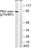 PKC (phospho Thr497) Polyclonal Antibody