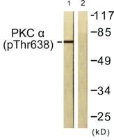 PKC α (phospho Thr638) Polyclonal Antibody