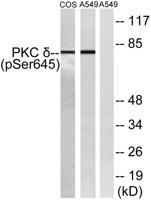 PKC δ (phospho Ser645) Polyclonal Antibody