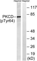 PKC δ (phospho Tyr64) Polyclonal Antibody