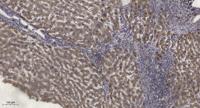 PKC ε (phospho Ser729) Polyclonal Antibody