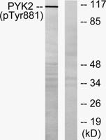 PYK2 (phospho Tyr881) Polyclonal Antibody