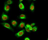 PP2A-Cα (phospho Tyr307) Polyclonal Antibody