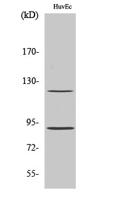 PR (phospho Ser190) Polyclonal Antibody