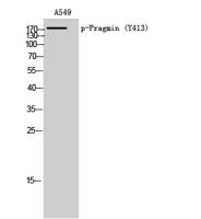Pragmin (phospho Tyr413) Polyclonal Antibody
