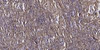Pragmin (phospho Tyr413) Polyclonal Antibody