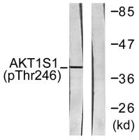 PRAS40 (phospho Thr246) Polyclonal Antibody