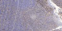 PRAS40 (phospho Thr246) Polyclonal Antibody