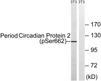 Per2 (phospho Ser662) Polyclonal Antibody