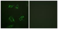 PC-PLD1 (phospho Ser561) Polyclonal Antibody
