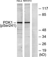 PDPK1 (phospho Ser241) Polyclonal Antibody